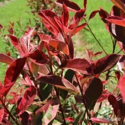 Photinia Pink Marble 16 Photinia Pink Marble -GARDEN Shop apo pink marble leaf colour