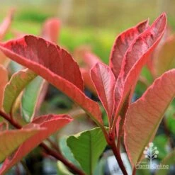 Photinia Pink Marble 23 Photinia Pink Marble -GARDEN Shop apo pink marble photinia new leaf