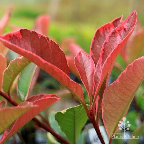 Photinia Pink Marble 11 Photinia Pink Marble - Image 11