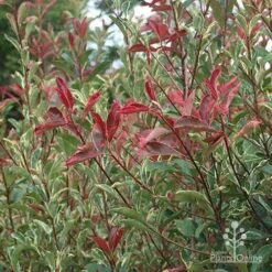 Photinia Pink Marble 24 Photinia Pink Marble -GARDEN Shop apo pink marble photinia nursery