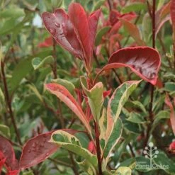 Photinia Pink Marble 15 Photinia Pink Marble -GARDEN Shop apo pink marble photinia shoot
