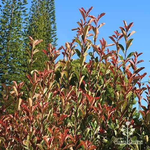 Photinia Pink Marble 6 Photinia Pink Marble - Image 6