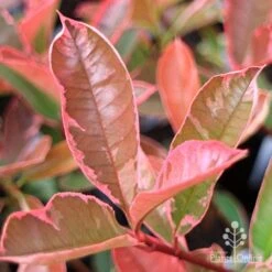 Photinia Pink Marble 17 Photinia Pink Marble -GARDEN Shop apo pink marble very pink