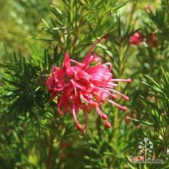 Grevillea Pink Pearl -GARDEN Shop apo pink pearl grevillea flower
