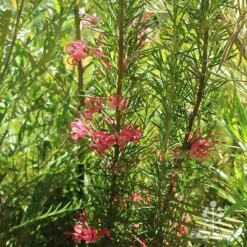 Grevillea Pink Pearl -GARDEN Shop apo pink pearl grevillea habit 1