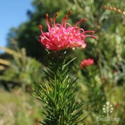 Grevillea Pink Pearl -GARDEN Shop apo pink pearl grevillea new flower 1