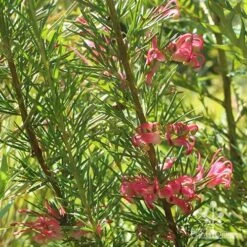 Grevillea Pink Pearl -GARDEN Shop apo pink pearl grevillea nursery