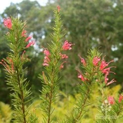Grevillea Pink Pearl -GARDEN Shop apo pink pearl grevillea nursery flowering closeup