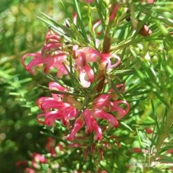 Grevillea Pink Pearl -GARDEN Shop apo pink pearl grevillea sunlit 1