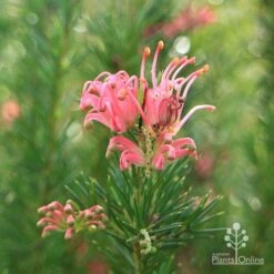 Grevillea Pink Pearl -GARDEN Shop apo pink pearl stem