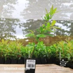 Pomegranate Double Orange -GARDEN Shop apo pomegranate double flower tubestock