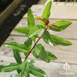 Pomegranate Double Orange -GARDEN Shop apo pomegranate double orange foliage 1