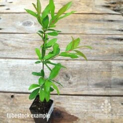 Pomegranate Double Orange -GARDEN Shop apo pomegranate double tubestock