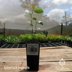 Blueberry Powder Blue -GARDEN Shop apo powder blue tubestock side