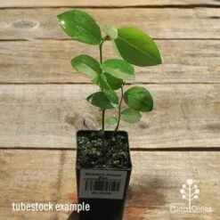 Blueberry Powder Blue -GARDEN Shop apo powder blue tubestock top