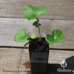 Geum Pretticoats Peach 13 Geum Pretticoats Peach -GARDEN Shop apo pretticoats peach tubestock