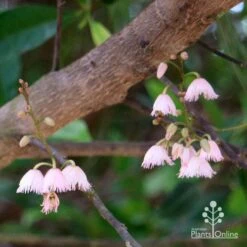 Elaeocarpus Prima Donna - Blueberry Ash -GARDEN Shop apo prima donna elaeocarpus flowers 1