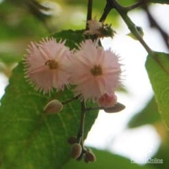 Elaeocarpus Prima Donna - Blueberry Ash -GARDEN Shop apo prima donna flower beneath 1