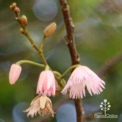 Elaeocarpus Prima Donna - Blueberry Ash -GARDEN Shop apo prima donna flower stages 1