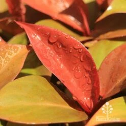 Philodendron Prince Of Orange -GARDEN Shop apo prince of orange philodendron colours
