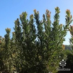 Protea Pink Ice -GARDEN Shop apo protea bushes at farm