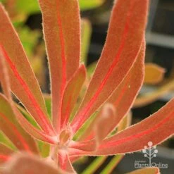 Protea Pink Ice -GARDEN Shop apo protea pink ice leaf vein colour