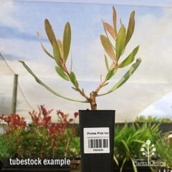Protea Pink Ice -GARDEN Shop apo protea pink ice tubestock2