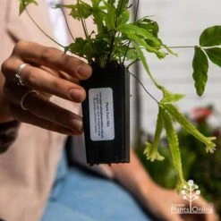 Pteris - Slender Brake Fern -GARDEN Shop apo pteris tube 1
