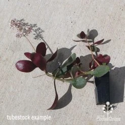 Crassula Purple Dragon - Fairy Crassula -GARDEN Shop apo purple dragon tubestock august