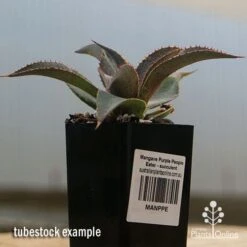 Mangave Purple People Eater - Succulent 9 Mangave Purple People Eater - Succulent -GARDEN Shop apo purple people eater tubestock