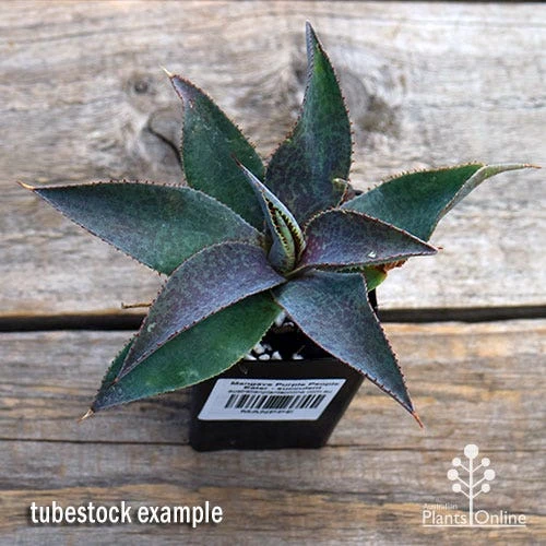 Mangave Purple People Eater - Succulent 2 Mangave Purple People Eater - Succulent - Image 2