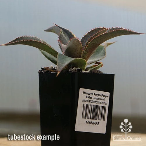 Mangave Purple People Eater - Succulent 4 Mangave Purple People Eater - Succulent - Image 4