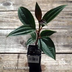 Tibouchina Purple Star -GARDEN Shop apo purple star tubestock above
