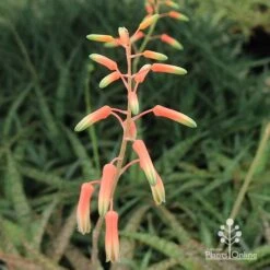 Aloe Quicksilver - Succulent -GARDEN Shop apo quicksilver flowerbuds