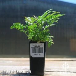 Humata - Rabbit's Foot Fern -GARDEN Shop apo rabbits foot fern tubestock