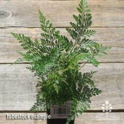 Humata - Rabbit's Foot Fern