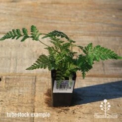 Humata - Rabbit's Foot Fern -GARDEN Shop apo rabbits foot tubestock top