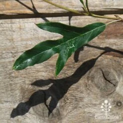 Grevillea Raptor -GARDEN Shop apo raptor leaf