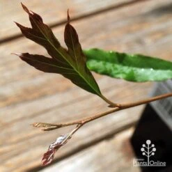 Grevillea Raptor -GARDEN Shop apo raptor leaf colour