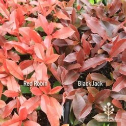 Photinia Black Jack -GARDEN Shop apo red robin black jack compare