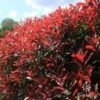 Photinia Red Robin 12 Photinia Red Robin -GARDEN Shop apo red robin hedge nursery2