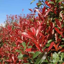 Photinia Red Robin -GARDEN Shop apo red robin hedge nursery 1