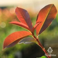Photinia Red Robin -GARDEN Shop apo red robin new leaves backlit
