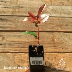 Photinia Red Robin -GARDEN Shop apo red robin tubestock