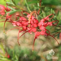 Grevillea Red Wings -GARDEN Shop apo red wings grevillea flower ladybird