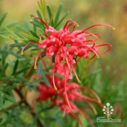 Grevillea Red Wings -GARDEN Shop apo redwings grevillea flower closeup 2
