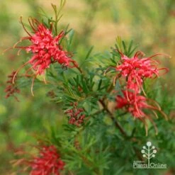 Grevillea Red Wings -GARDEN Shop apo redwings grevillea flowering