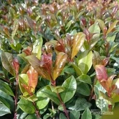 Syzygium Resilience - Lilly Pilly -GARDEN Shop apo resilience new leaf colour