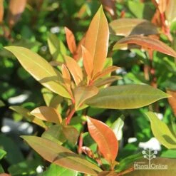 Syzygium Resilience - Lilly Pilly -GARDEN Shop apo resilience new leaves
