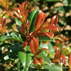 Syzygium Resilience - Lilly Pilly -GARDEN Shop apo resilience new orange leaf